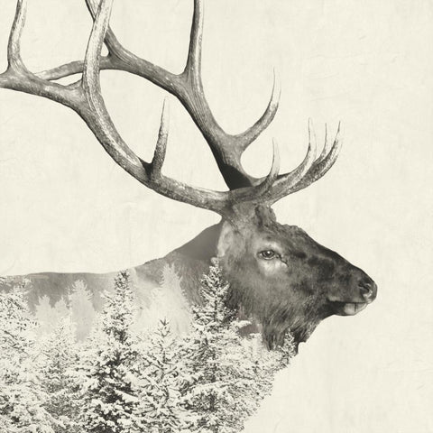 Wildlife
