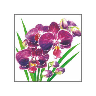 Orchidea • Beverage Napkins