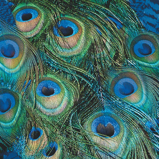 Peacock Feathers • Beverage Napkin