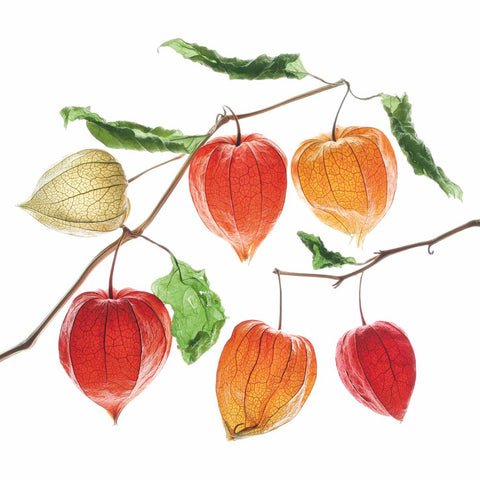 Lampion Flowers • Beverage Napkins