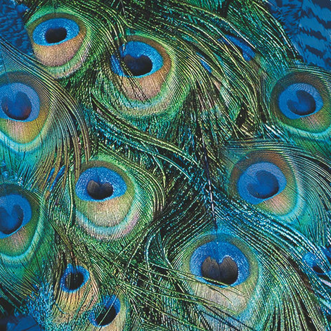 Peacock Feathers • Lunch Napkin