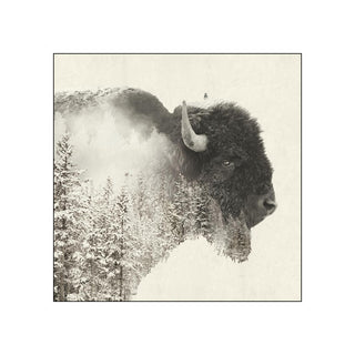 Majestic Buffalo • Beverage Napkins