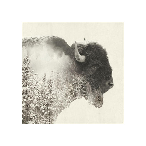 Majestic Buffalo • Beverage Napkins