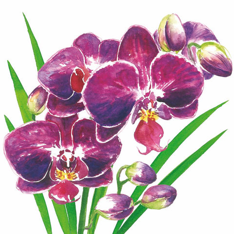 Orchidea Beverage Napkin