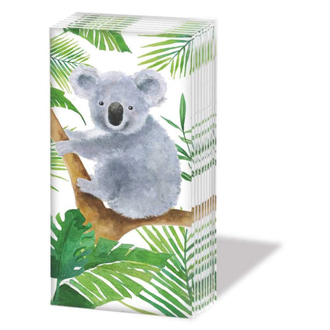Tropical Koala Bear Sniff